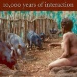 Pigs and Humans: 10,000 Years of Interaction