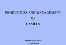 Production and Management of Camels By Bakht Baidar Khan, Arshad Iqbal and Muhammad Riaz