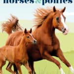 Horses & Ponies: Everything You Need to Know, From Bridles and Breeds to Jodhpurs and Jumping!