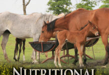 Nutritional Strategies of Animal Feed Additives