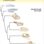 The Dissection of Vertebrates, 2nd Edition