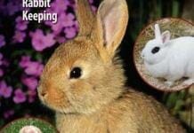 Rabbits: Small-Scale Rabbit Keeping PDF