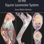 Essentials of Clinical Anatomy of the Equine Locomotor System