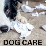 The Dog Care Handbook, Things I Wish My Vet Had Told Me