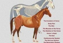 horse anatomy coloring book pdf, horse anatomy book
