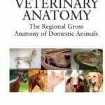 Veterinary Gross Anatomy PDF