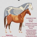 Horse Anatomy Coloring Book Horse Anatomy Coloring Book