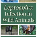 Leptospira Infection in Wild Animals