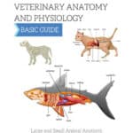 Textbook of Veterinary Anatomy and Physiology, Basic Guide