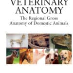 Veterinary Anatomy: The Regional Gross Anatomy of Domestic Animals