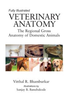 Veterinary Anatomy: The Regional Gross Anatomy of Domestic Animals Veterinary Anatomy: The Regional Gross Anatomy of Domestic Animals