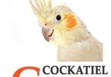 Cockatiels: The Essential Guide to Ownership, Care, and Training For Your Pet Cockatiels: The Essential Guide to Ownership, Care, and Training For Your Pet PDF