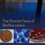 The-Diverse-Faces-of-Bacillus-Cereus