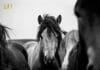 The Horse Encyclopedia PDF