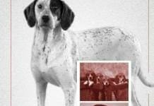 The Laboratory Canine PDF Download