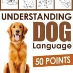 Understanding Dog Language: 50 Points