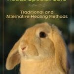 When-Your-Rabbit-Needs-Special-Care-Traditional-and-Alternative-Healing-Methods