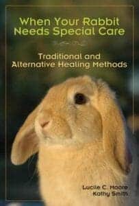 When-Your-Rabbit-Needs-Special-Care-Traditional-and-Alternative-Healing-Methods