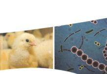 Probiotics in Poultry Production, Concept and Applications