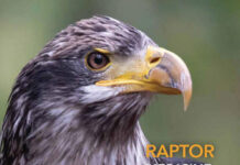 Raptor Medicine: Surgery, and Rehabilitation, 3rd Edition