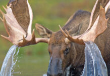 State Wildlife Management and Conservation State Wildlife Management and Conservation