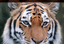 Studying Captive Animals: A Workbook of Methods in Behaviour, Welfare and Ecology Studying Captive Animals: A Workbook of Methods in Behaviour, Welfare and Ecology