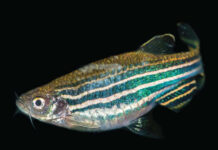 The Laboratory Zebrafish The Laboratory Zebrafish