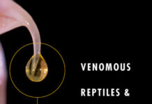 Venomous Reptiles and Their Toxins