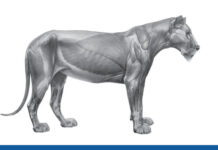 Atlas of Terrestrial Mammal Limbs