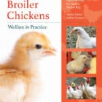 Broiler Chickens Welfare in Practice