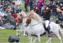 Humans, Horses and Events Management