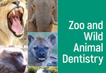 Zoo and Wild Animal Dentistry