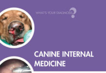 Canine Internal Medicine: What’s Your Diagnosis? Canine Internal Medicine: What's Your Diagnosis?