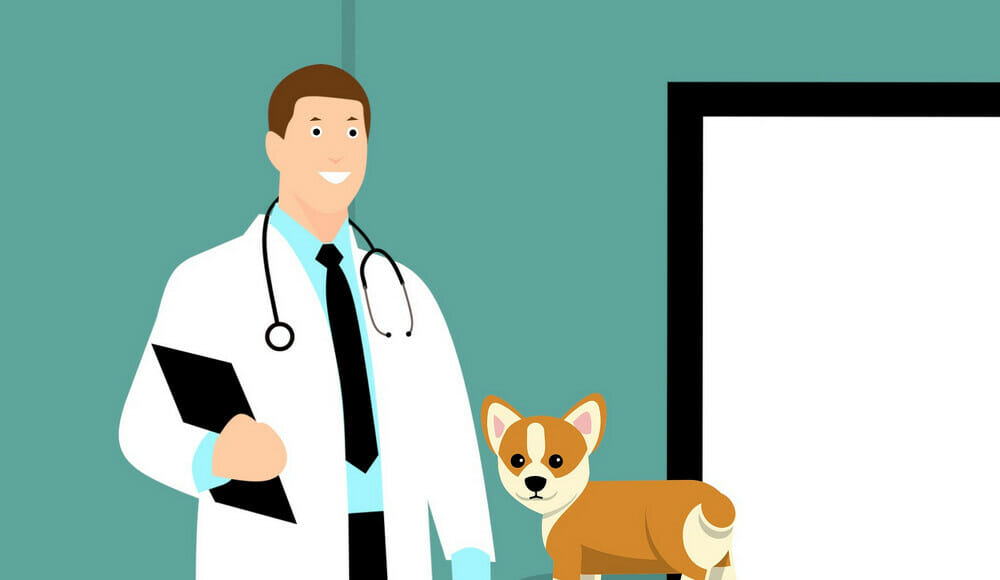 How To Achieve Successful Veterinary Practice