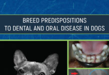 Breed Predispositions to Dental and Oral Disease in Dogs