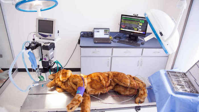 Pros and Cons of Being Veterinary Technician