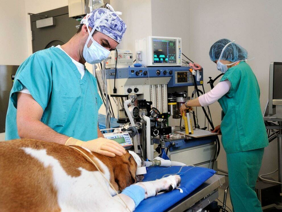 8 Pros and Cons of Being a Vet Tech You Should Know