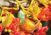 Australia’s Poisonous Plants, Fungi and Cyanobacteria, A Guide to Species of Medical and Veterinary Importance