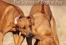 Canine Play Behavior: The Science Of Dogs At Play PDF