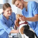 how-to-become-a-veterinary-assistant