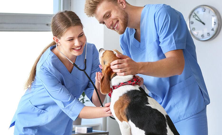 How To Become A Veterinary Assistant?