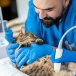 how-to-become-a-veterinary-technician