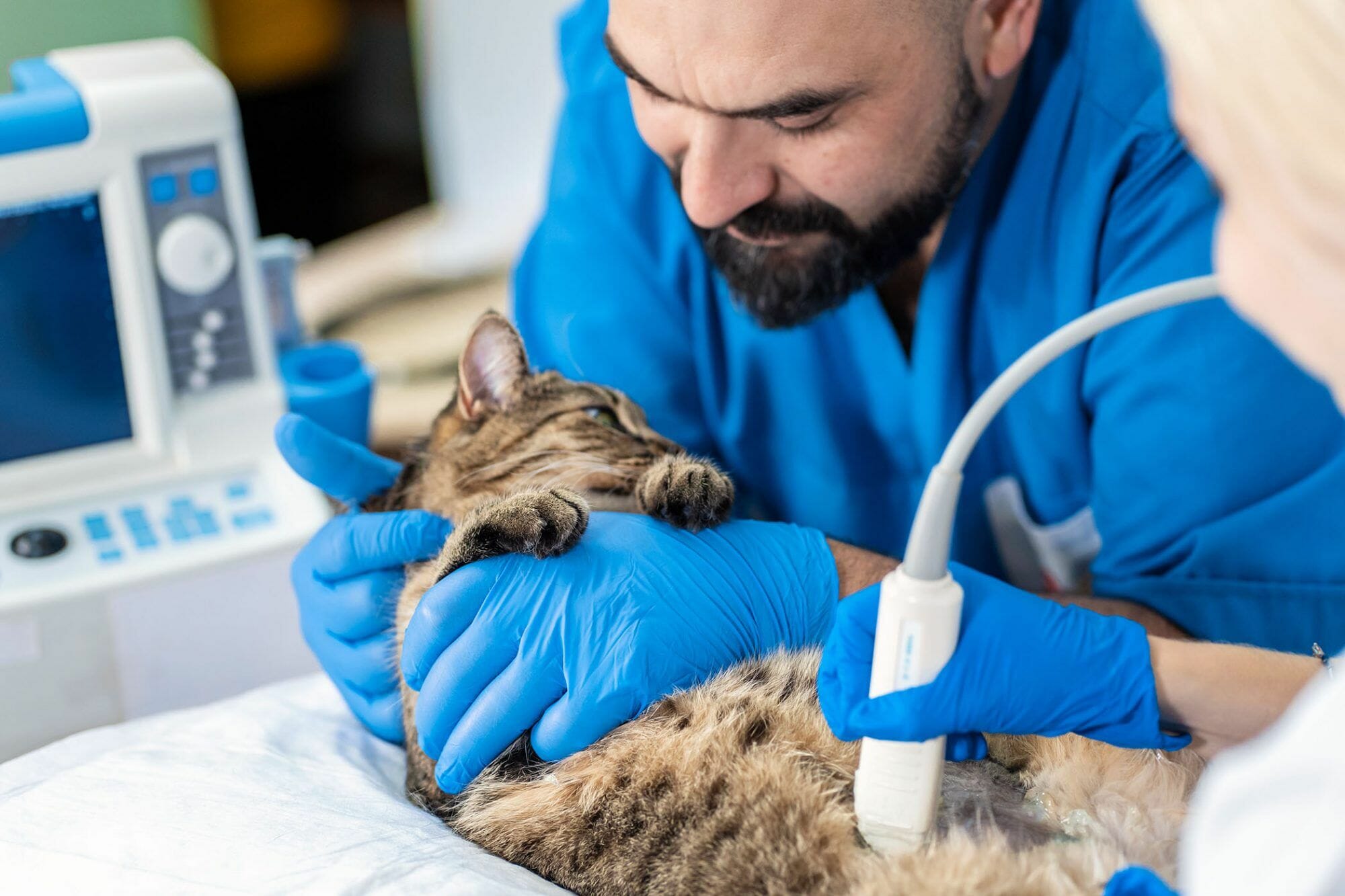 How To Become A Veterinary Technician?