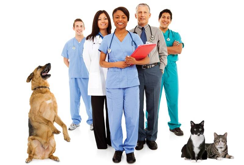 How To Start A Veterinary Practice: Brief Guide