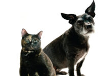 Obesity in the Dog and Cat