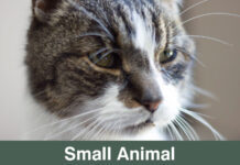 Small Animal Veterinary Psychiatry
