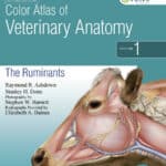 Color Atlas of Veterinary Anatomy The Ruminants 2nd Edition