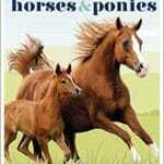 horses–ponies-everything-you-need-to-know-from-bridles-and-breeds-to-jodhpurs-and-jumping