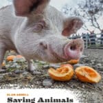 Saving Animals: Multispecies Ecologies of Rescue and Care