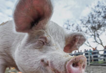 Saving Animals: Multispecies Ecologies of Rescue and Care Saving Animals: Multispecies Ecologies of Rescue and Care